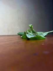 PRaying mantis pose with vegetable