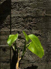 Monstera deliciosa backyard ornamental plant