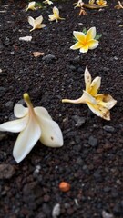 plumeria flowers falling on the ground