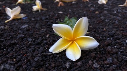 plumeria flowers falling on the ground