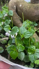wild-growing Chinese betel herbal plant