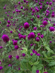 Garden With Globe Amaranth Flowers