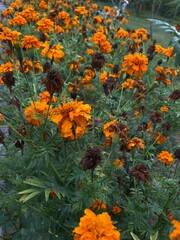 marigold flowers that are starting to wilt