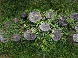 wooden steps surrounded by grass