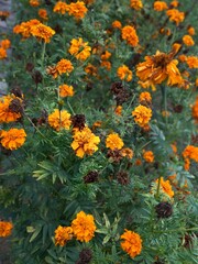 Averrhoa bilimbi, star fruit with sour taste