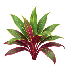 Vibrant tropical plant with green and red leaves isolated on transparent background