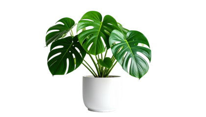 Potted monstera plant showing vibrant green leaves against black