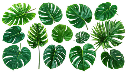 Collection of vibrant green tropical leaves against black background
