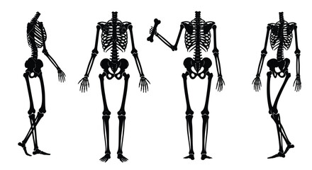 Four detailed skeletal figures in various poses against a white background