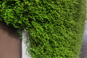 生い茂るワイヤープランツ