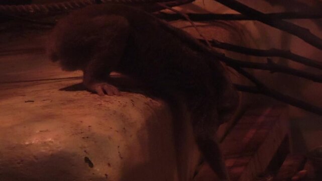 The Sunda slow loris walking slowly in dark room. 4K. Endangered nocturnal primate.