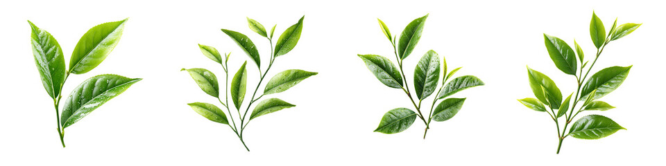 Fototapeta premium Fresh Green Tea Leaves Set on White Background