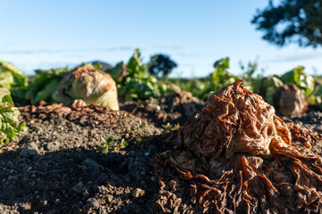 Rotting lettuce field showing agricultural food waste