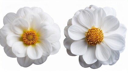 Obraz premium Pair of White Dahlia Flowers Isolated on White