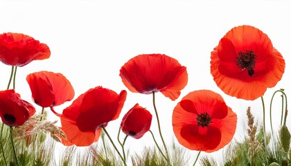 Obraz premium Vibrant Red Poppy Flowers Border on White