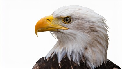 Obraz premium Majestic Bald Eagle Head Portrait Isolated