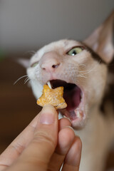 Cornish Rex cat eating a treat up close
