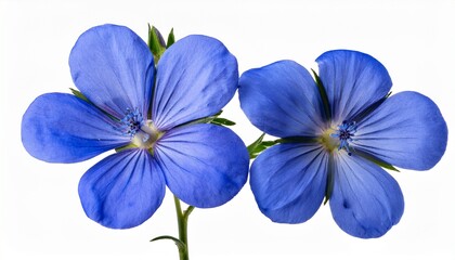 Pair of Blue Geranium Flowers Isolated