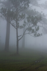 fog in the forest