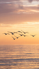 Flock of Seagulls Flying Over the Ocean at Sunset