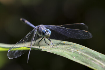 Serene macro close up of beautiful blue dragonfly resting peacefully on vibrant green leaf. This detailed wildlife shot captures delicate insect in its natural habitat