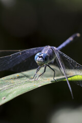 Serene blue dragonfly insect with transparent wing resting on green leaf in nature. macro closeup of beautiful wildlife showing intricate detail and vibrant color