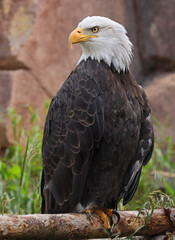 Bald Eagle perched on a tree trunk in Yellowstone National Park, USA