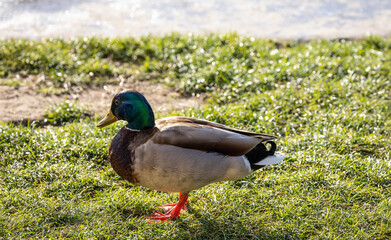A male mallard duck standing on the grass.