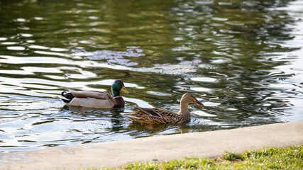 A male and a female mallard swimming on the water.