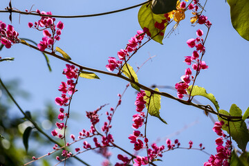 Beautiful serene coral vine with vibrant pink flowers blooming against natural blue sky. green leaves add to peaceful scene, perfect view of nature beauty