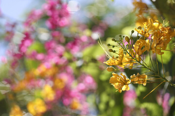 Beautiful bright colorful yellow and pink flower in summer garden. vibrant natural background with soft focus bokeh creating cheerful and serene atmosphere