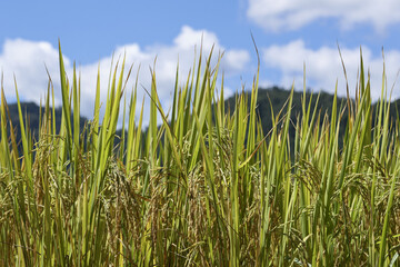 Serene green rice paddy field growing under beautiful blue sky. This tranquil agricultural landscape shows lush crop of grain in countryside on sunny day