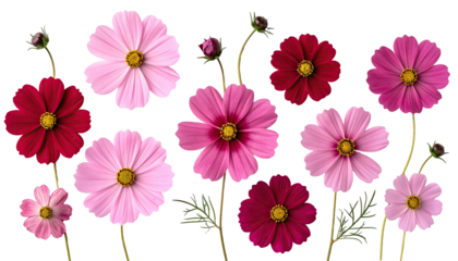 Assorted cosmos flowers in various shades of pink and red