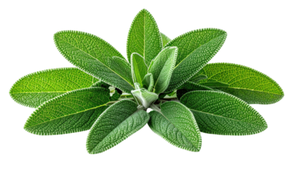 Sage plant green, oval leaves clustered with furry texture