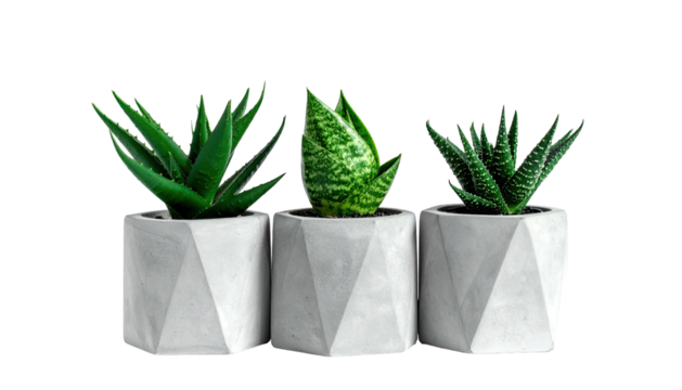 Three small plants in geometric pots against a black backdrop