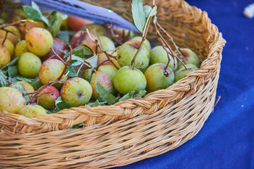 Fresh greengages with leaves displayed in a rustic wicker basket at a local market in Granada, Spain, showcasing natural seasonal produce. summer harvest