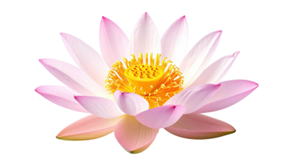 Elegant lotus blossom; pink petals surround sunny, golden center