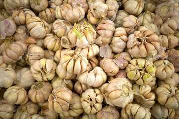 A pile of fresh garlic, Allium sativum, on supermarket
