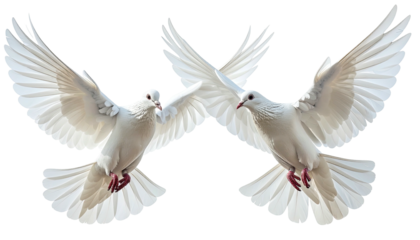 Two white doves soaring, wings spread against a dark backdrop