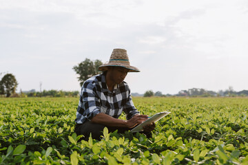 Asian farmer in straw hat crouching in field, inspecting crops and taking notes on clipboard for agronomy and sustainable farming research