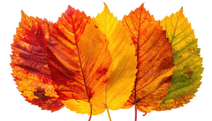 Fototapeta premium Autumn leaves gradient of red, orange, and yellow fall foliage