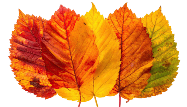 Autumn leaves gradient of red, orange, and yellow fall foliage