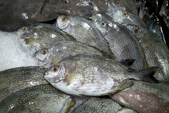 Baronang, rabbitfish or spinefoot fish (Siganus sp.) on ice in the supermarket