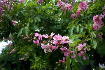 Bungur, Queen Crape Myrtle pink flowers or purple Pride of India, Lagerstroemia speciosa, shallow focus