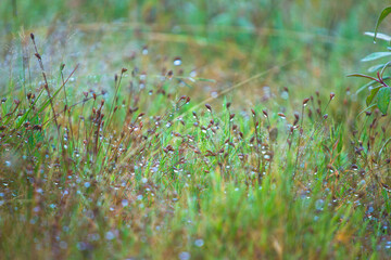 green grass with dew drops