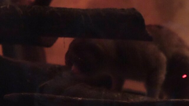 The Sunda slow loris walking on three branches in dark room. 4K. Endangered nocturnal primate.