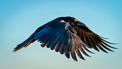 Close-up photo of a crow soaring in mid-air, wings partially folded, sharp feather details, clear sky background