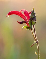 Close-up of vibrant red tubular flower head and bud with stem