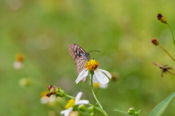 Close-up of butterfly pollinating on flower