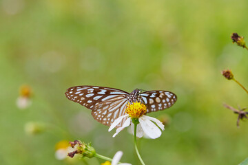 Close-up of butterfly pollinating on flower